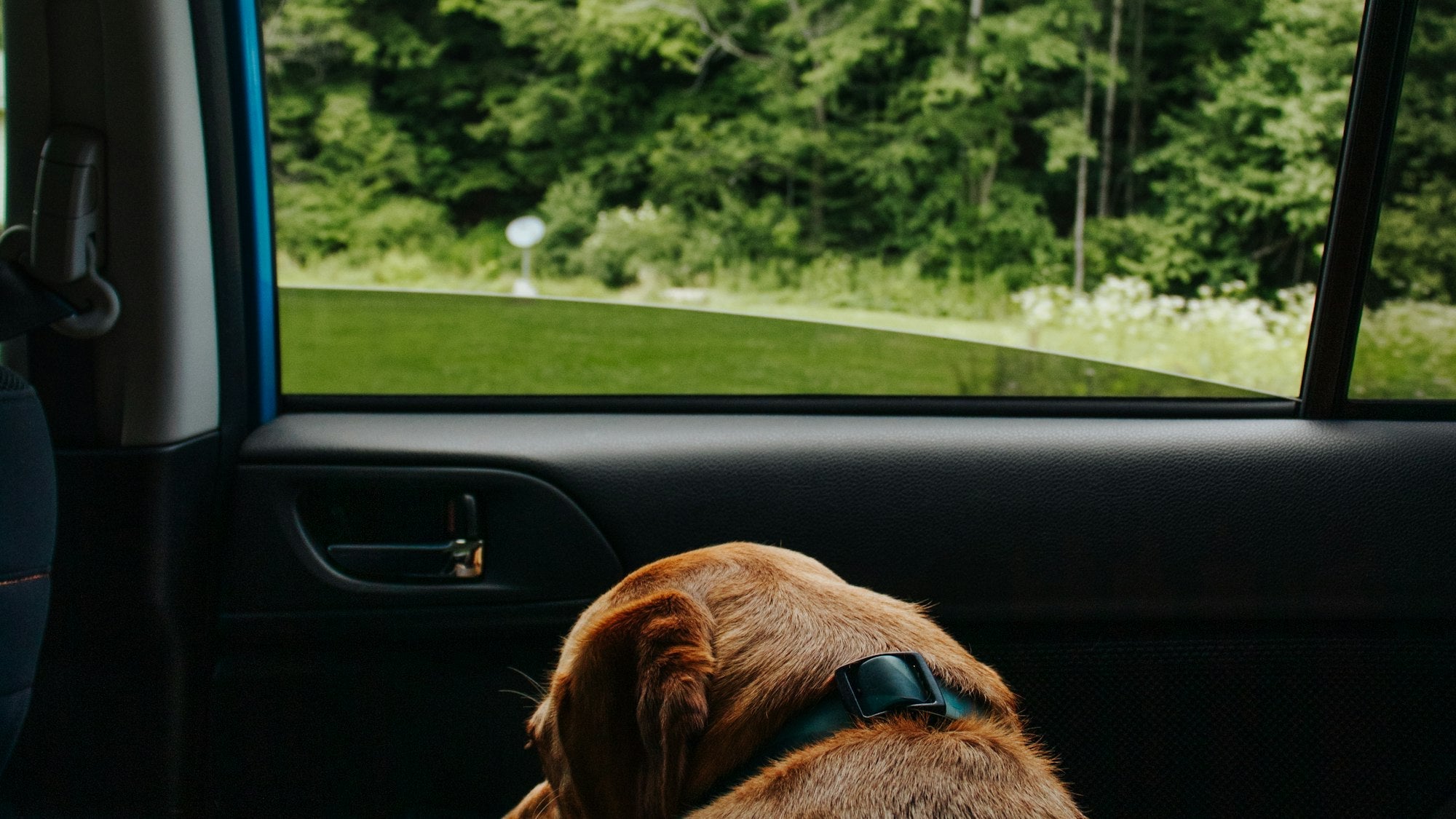 Dog sitting inside a car
